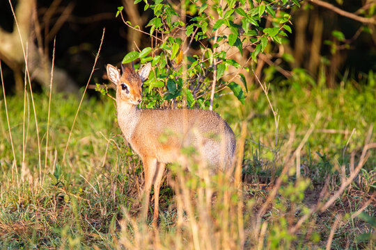 A male Dik-dik walking through the undergrowth looking for a female in Africa