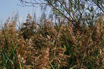 Phragmites australis is a herbaceous perennial bluish-green plant of the grass family, with a long creeping rhizome