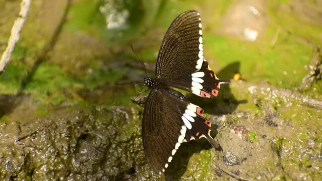 A beautiful butterfly is sitting on the ground with its wings open