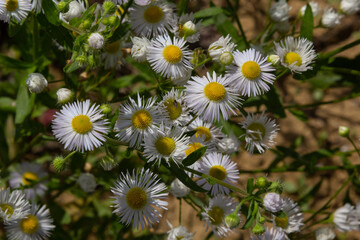 Obraz premium Erigeron annuus known as annual fleabane, daisy fleabane, or eastern daisy fleabane