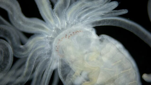 Worm Polychaeta, family Terebellidae under the microscope. Sample found in the White Sea
