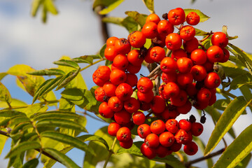 Rowan on a branch. Red rowan. Rowan berries on rowan tree. Sorbus aucuparia