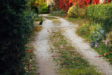 un chat noir dans un chemin d'une cour en automne. L'entrée d'une propriété.