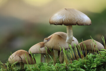 Wild forest mushroom in autumn sun.