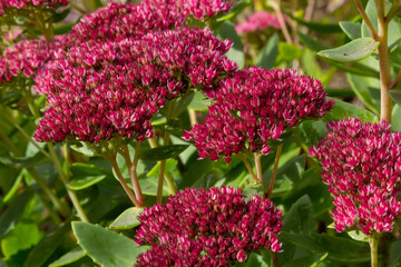 Obraz premium Red flowering sedum plant, Hylotelephium telephium. beautiful autumn flowers in the garden