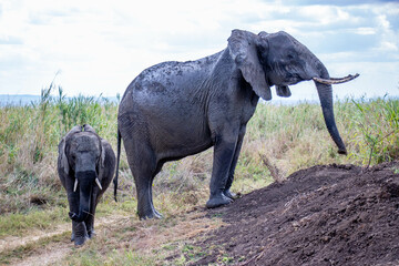 Deux &eacute;l&eacute;phants de profile, mikumi park, tanzanie