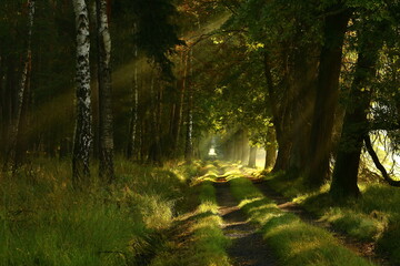 Obraz premium A forest road lit by the rays of the sun. October. Poland