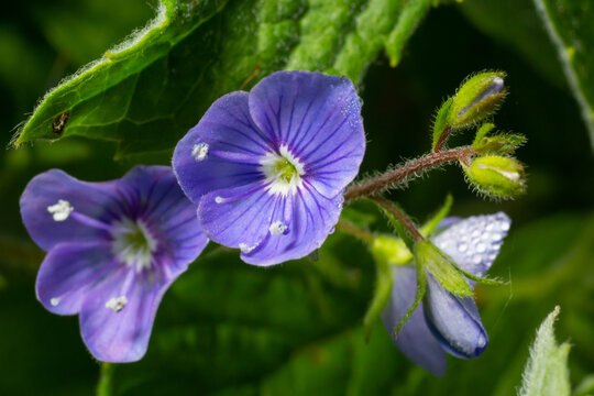 Veronica chamaedrys or germander speedwell blue flower, macro, close-up