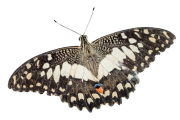 Beautiful monarch butterfly isolated