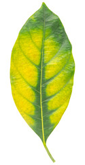 Obraz premium Close-up leaf fresh green isolated