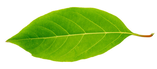 Close-up leaf fresh green isolated