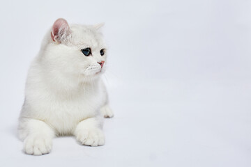 A beautiful white cat British Silver chinchilla on a white background