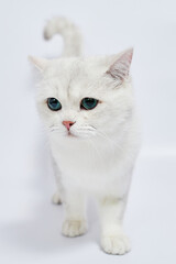 Fototapeta na wymiar A beautiful white kitten British Silver chinchilla on a white background