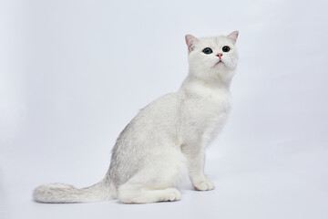 A beautiful white cat British Silver chinchilla on a white background