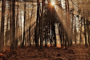 Sunrise rays illuminates the autumn forest. October. Poland