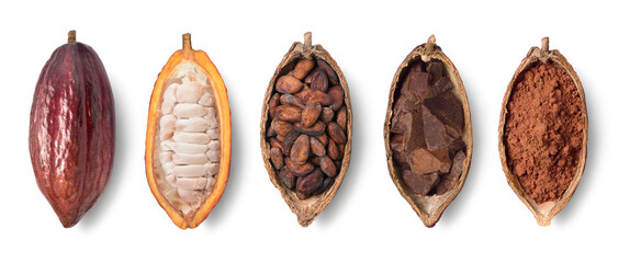Top view of fresh cocoa fruit, fresh and dried cocoa beans  isolated on white background. Clipping...