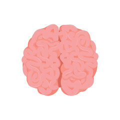 Human brain, detailed convolutions, top view