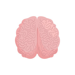 Human brain, detailed convolutions, illustration