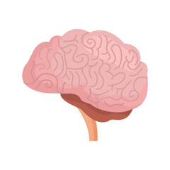 Human brain, side view, vector