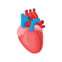 Human heart, internal organ, illustration