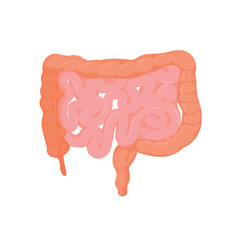 Human large intestine, digestive organ