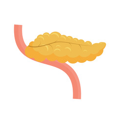 Pancreas, human internal organ, illustration