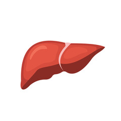 Human liver, internal organ, illustration