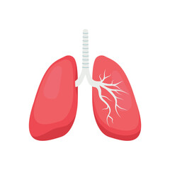 Lungs, human respiratory organs, illustration