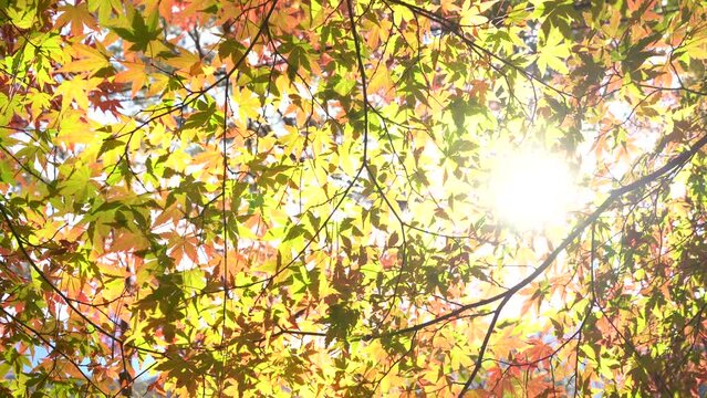 Colorful maple leaves with sunlight