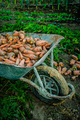 Brouette remplie de carottes fraichement récoltés du potager
