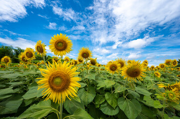 Panorama Landscape of sunflower fields on agriculture field