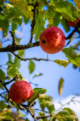 Pommes rouges mures en gros plan dans le pommier sur fond de ciel bleu