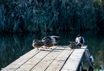 ducks bask in the sun on the edge of a wooden platform in the river for parking boats