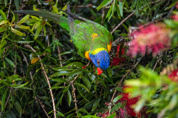 Rainbow Lorikeet in the bottlebrush tree on a rainy day