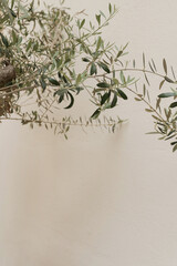 Olive tree leaves branches on neutral pastel beige wall