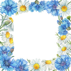 Square frame, template with  blue cornflower flower (knapweed or bluett) and Matricaria chamomilla (kamilla, mother's daisy). Watercolor hand drawn painting illustration, isolated on white