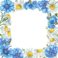 Fototapeta premium Square frame, template with blue cornflower flower (knapweed or bluett) and Matricaria chamomilla (kamilla, mother's daisy). Watercolor hand drawn painting illustration, isolated on white