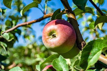 Photography on theme beautiful fruit branch apple tree