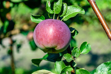 Photography on theme beautiful fruit branch apple tree