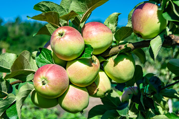 Photography on theme beautiful fruit branch apple tree