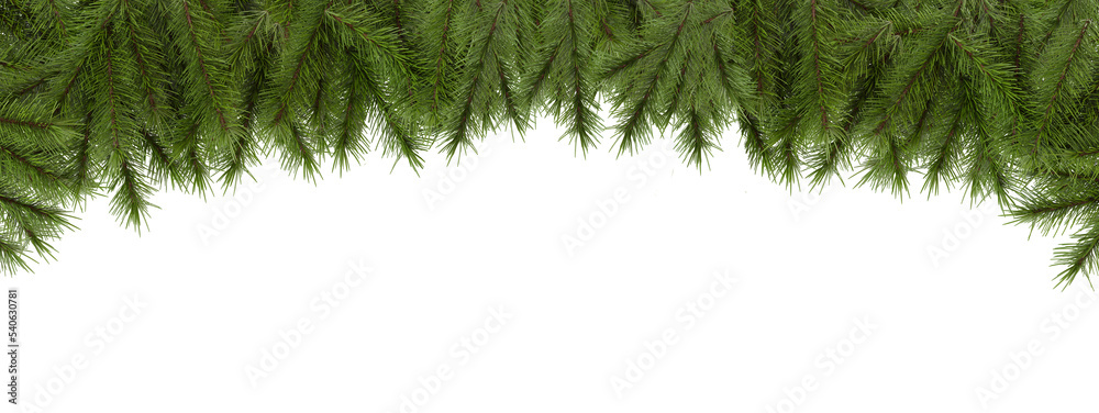 Wall mural Cut out pine branches. Isolated christmas tree green spruce on transparent background. 3D rendering