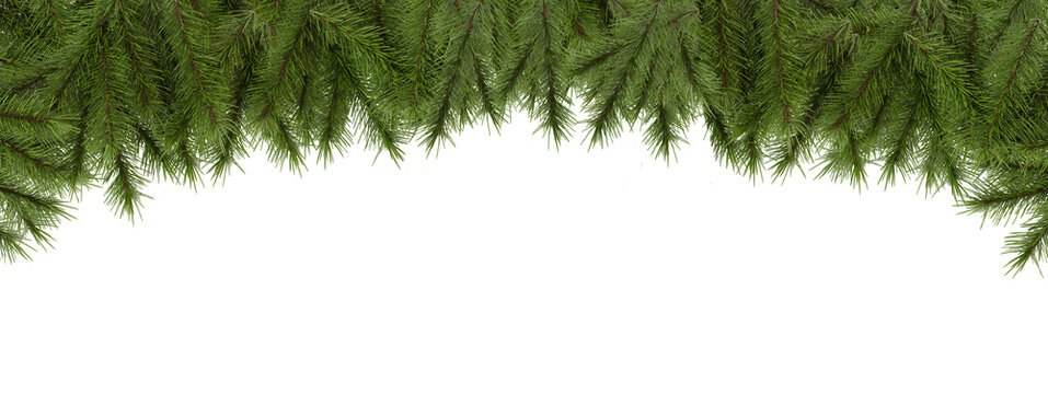 Cut out pine branches. Isolated christmas tree green spruce on transparent background. 3D rendering