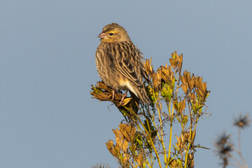Anomalospize parasite,.Anomalospiza imberbis, Cuckoo finch