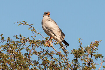 Autour chanteur, .Melierax canorus, Pale Chanting Goshawk