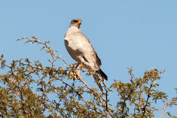 Autour chanteur, .Melierax canorus, Pale Chanting Goshawk