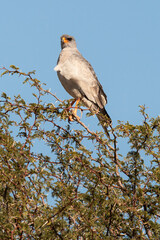 Autour chanteur, .Melierax canorus, Pale Chanting Goshawk
