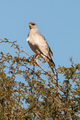 Autour chanteur, .Melierax canorus, Pale Chanting Goshawk