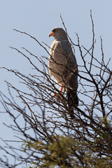 Autour chanteur, .Melierax canorus, Pale Chanting Goshawk