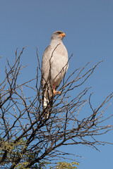 Autour chanteur, .Melierax canorus, Pale Chanting Goshawk