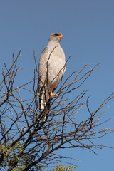 Autour chanteur, .Melierax canorus, Pale Chanting Goshawk